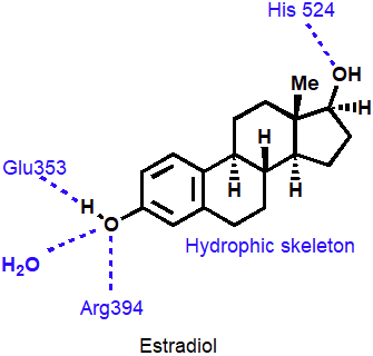 <p>Phenol and alcohol of estradiol are important binding groups</p><p>Binding site is spacious and hydrophobic</p><p>Phenol group of estradiol is positioned in narrow slot</p><p>Orientates rest of molecule</p><p>Acts as agonist</p>