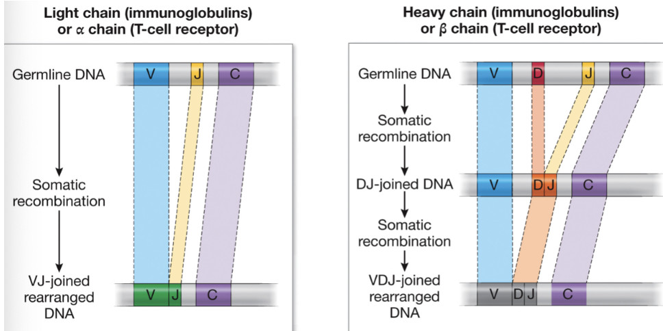 <p>V, J, and sometimes D regions of DNA recombine to produce a new exon for a new protein, increasing diversity dramatically with a small amount of DNA</p>