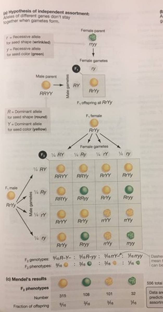 <p>A haploid cell such as an egg or sperm. Found on the outside of punnett squares</p>