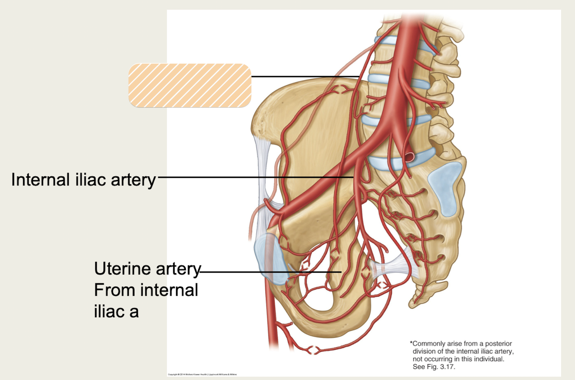 <p>Which <strong>pelvic</strong> <strong>artery</strong> travels from<strong> abdominal aorta </strong>in the <strong>suspensory ligament of the ovary</strong>?</p>