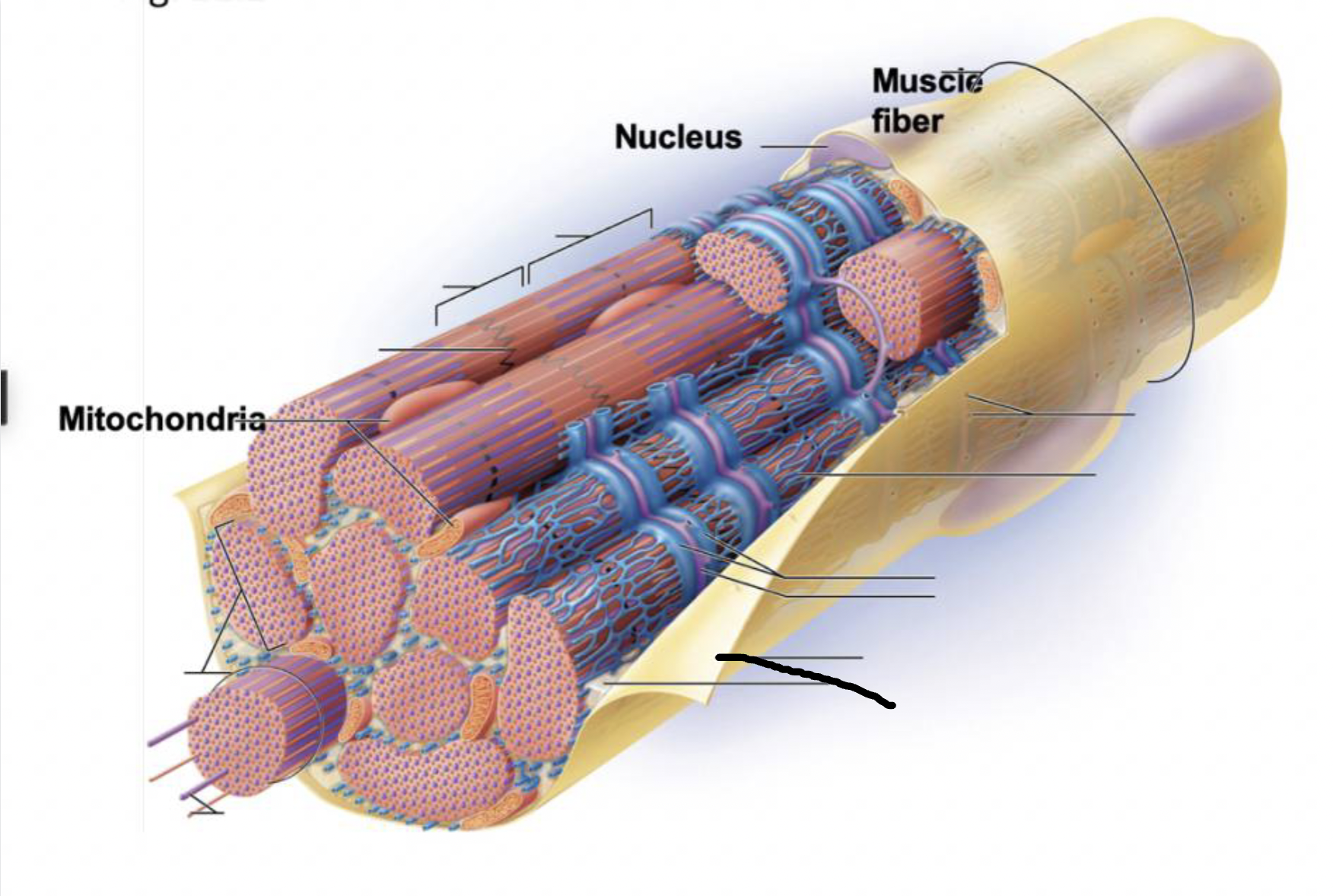 <p>what muscle feature is this?!</p>