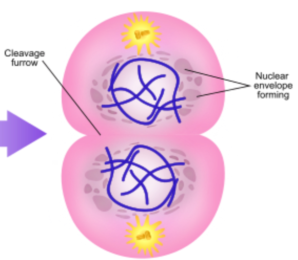 <p>The cells begin to pinch into two cells and a cleavage furrow is now visible, the chromosomes begin to unwind into chromatin, two daughter nuclei begin to form as a nuclear membrane forms around chromatin.</p>
