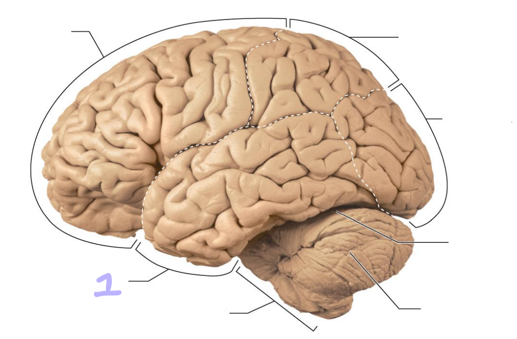 <p>identify this lobe</p>