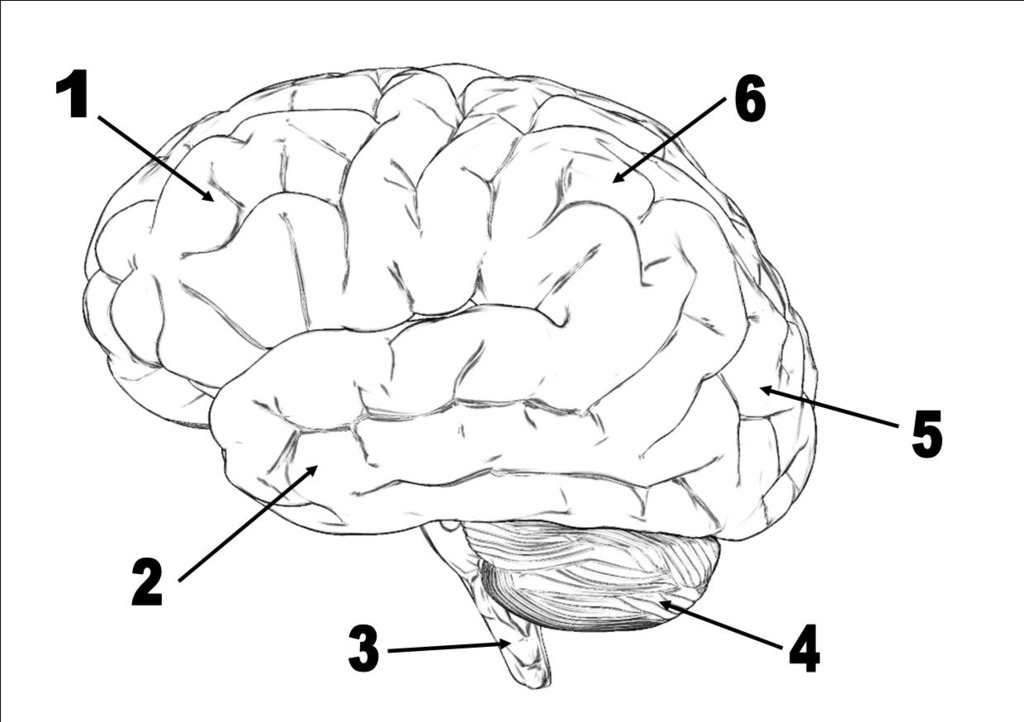 <p>Brain stem</p>