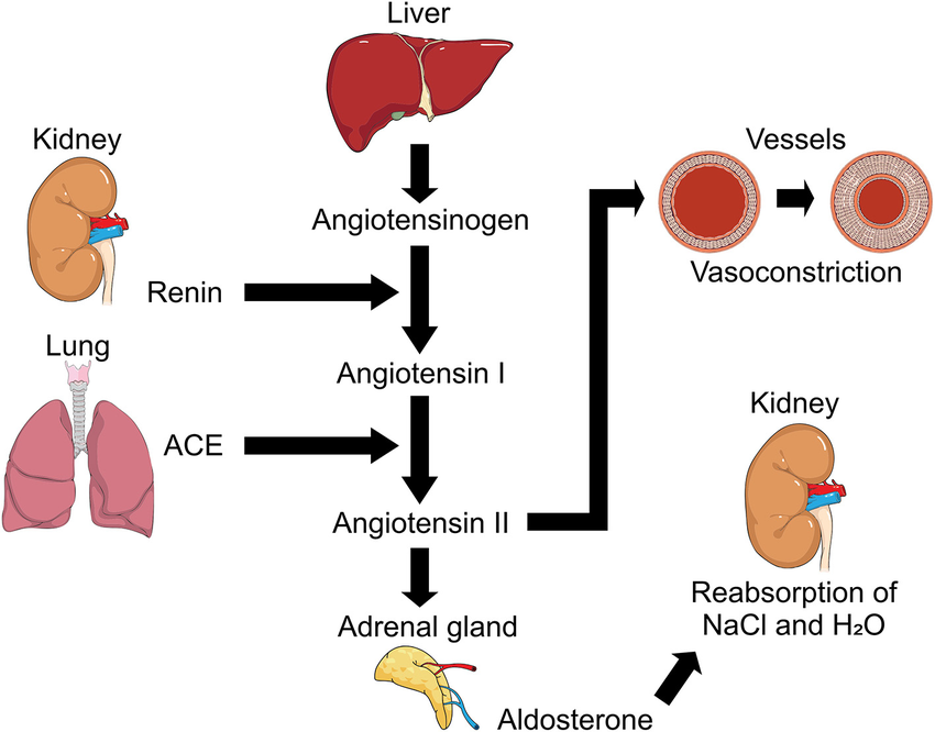 <p>When granular cells constrict they will secrete ____ renin.</p>