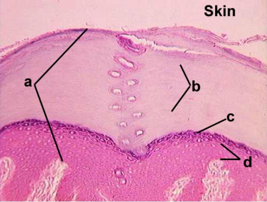 <p>Identify epithelial type</p><p>Identify epithelial layer</p><p>Identify Dark Strained Layer</p><p>Identify layer of epithelium</p>