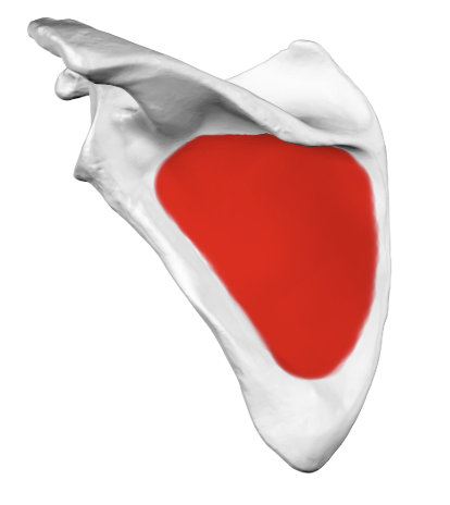 <p>this is an example (pic): a large flat region or shallow depression on a bone</p>