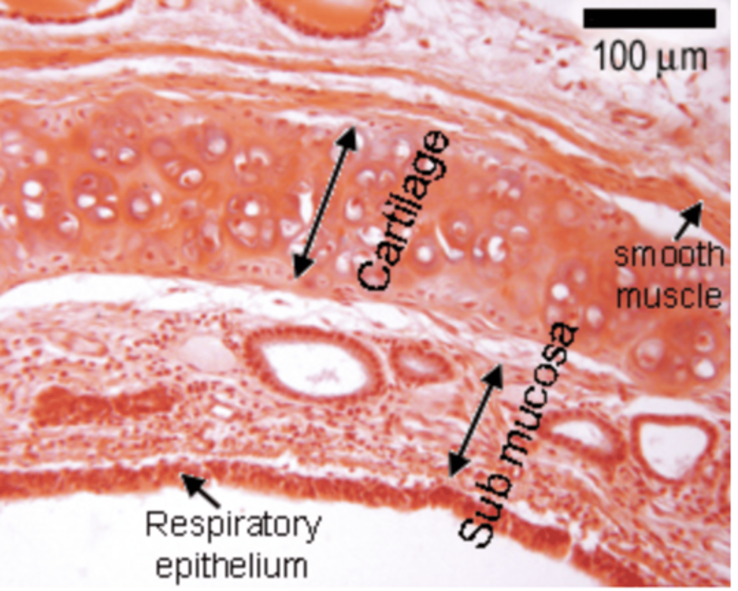 <p>1. MUCOSA </p><p>2. SUBMUCOSA,</p><p>3. MUSCULARIS EXTERNA</p><p>4. ADVENTITIA or SEROSA. </p><p>INTERNAL layer TO EXTERNAL layer order</p>