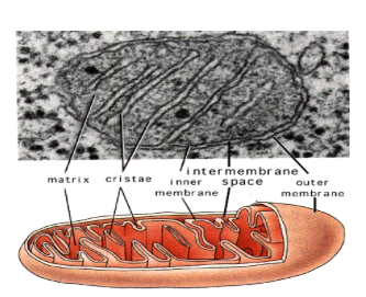 <p>mitochondria characteristics?</p>