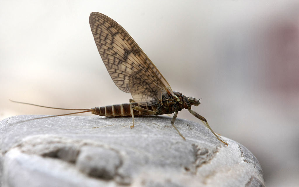 <p>Mayflies</p>