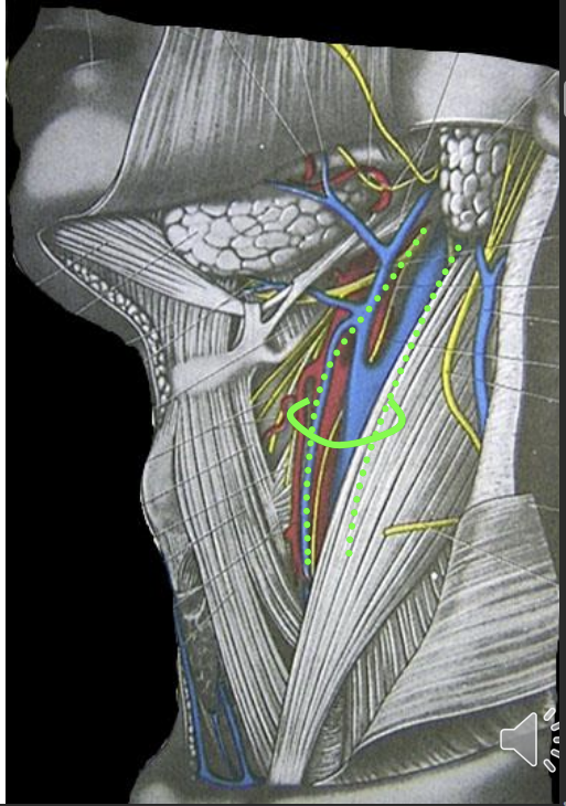 <p>carotid artery - travels within the carotid sheath</p><p>internal jugular vein</p><p>vagus nerve</p><p>lymph nodes - deep cervical lymph nodes</p>