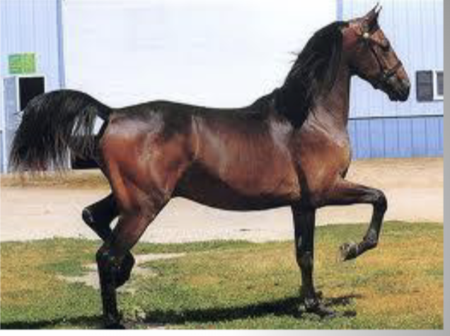 <p>Which color with points has a solid red body with black points</p>