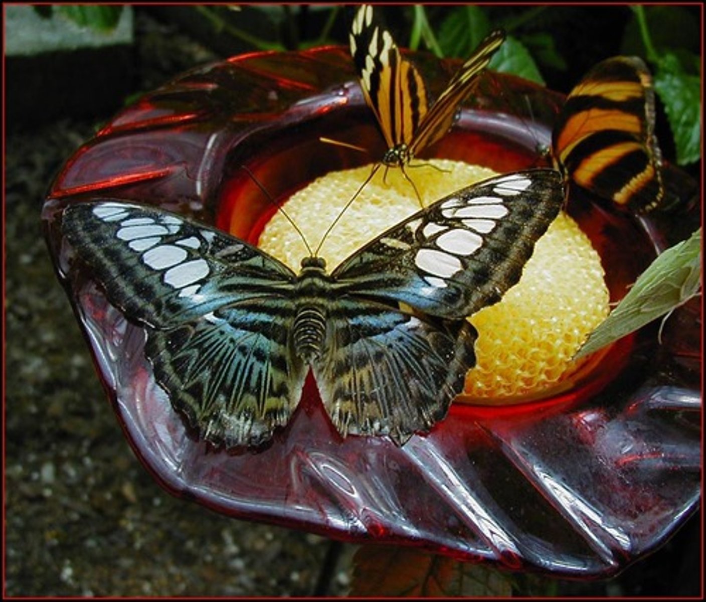 <p>con bướm</p>