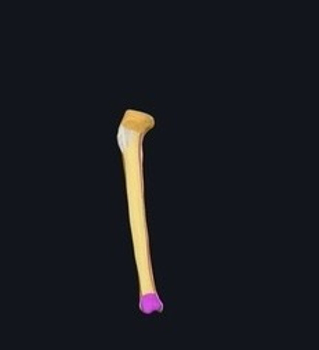 <p>Bony prominence on the tibia's distal end.</p>