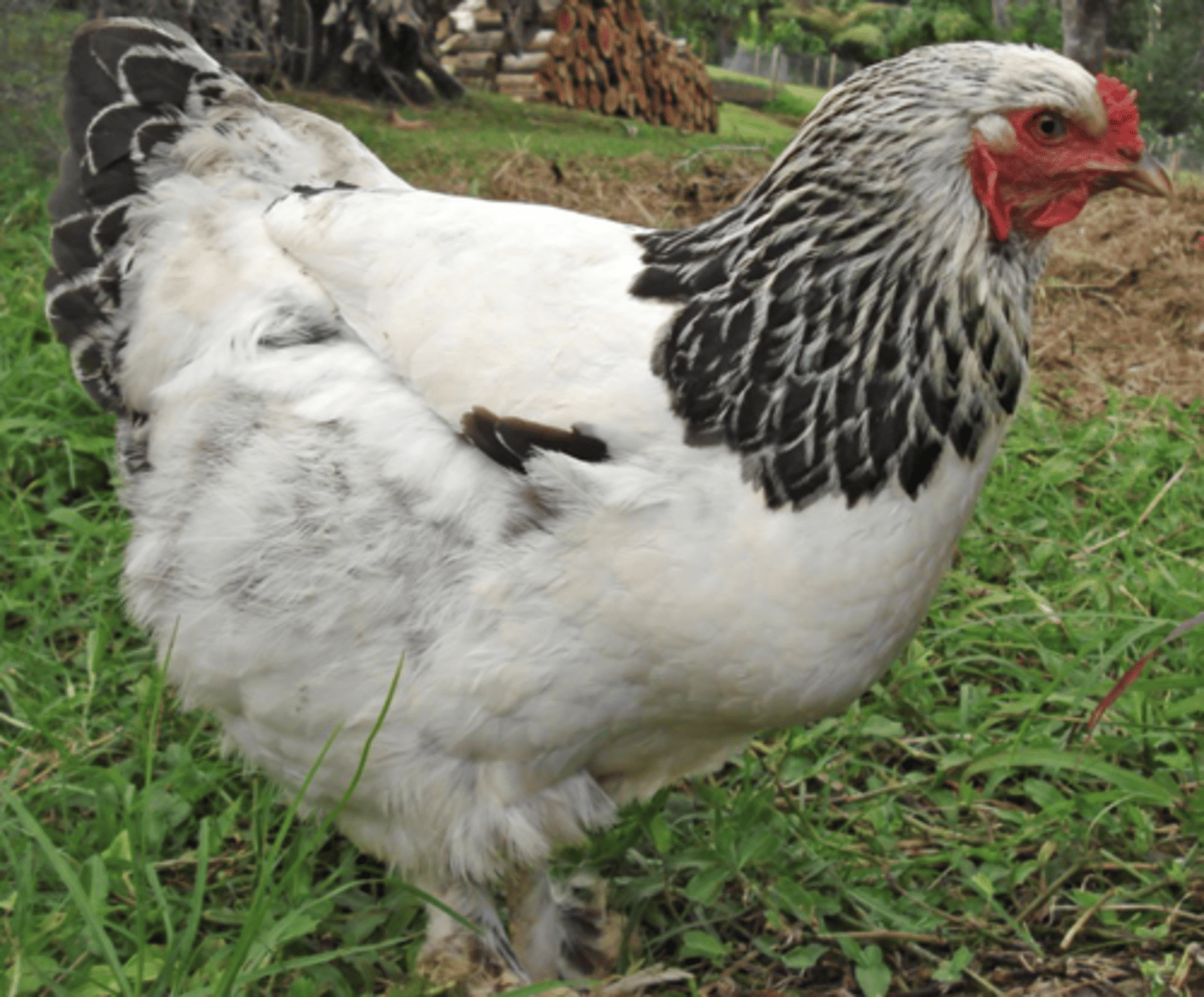 <p>- Light or dark (black) markings with intricate white patterns</p><p>- Large body with average muscle</p><p>- Feathered shanks with red wattles</p><p>- Lays brown eggs and has a pea comb</p><p>- Broiler type, good capon breed, but show purpose is prevalent</p>
