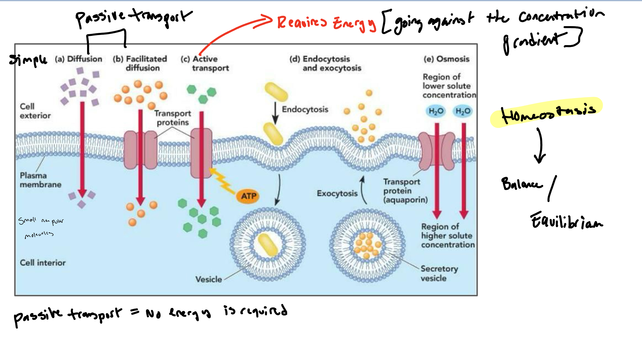 knowt flashcard image