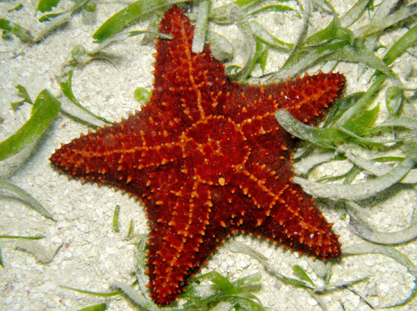 <p>Echinoderm Symmetry</p>