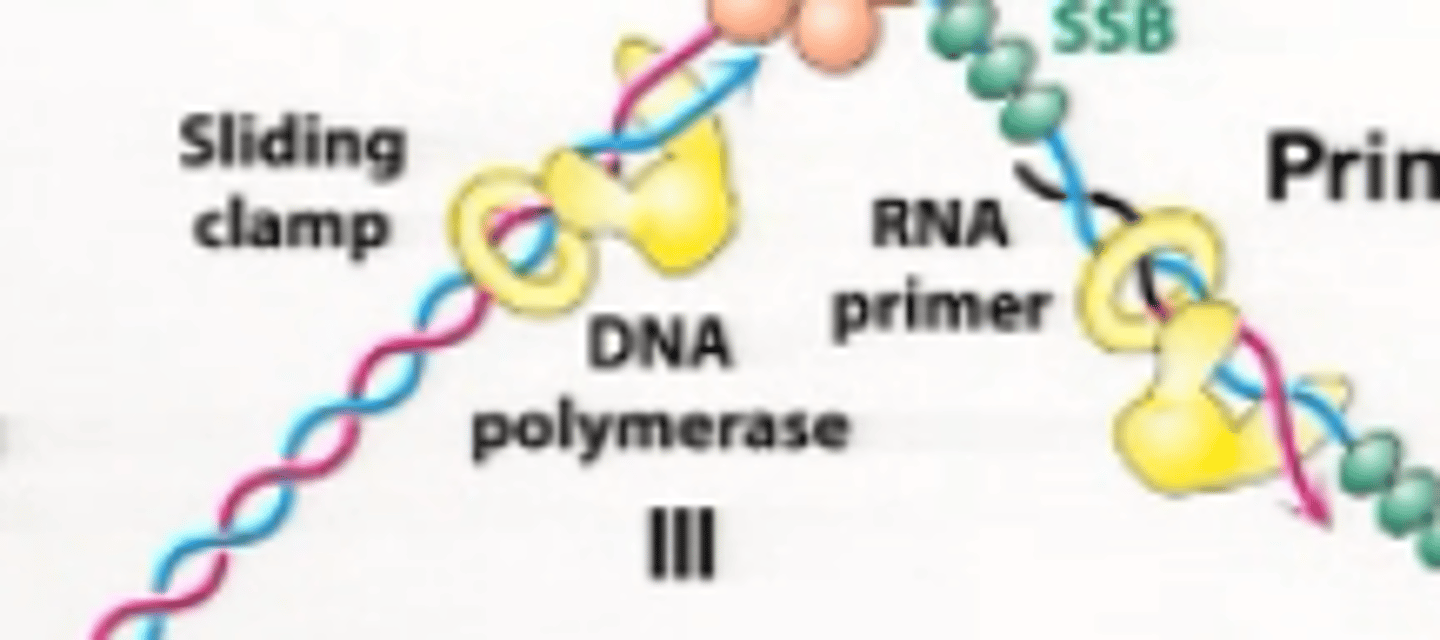 <p>Keep DNA polymerase "on task" <br>Keeps replication speedy</p>