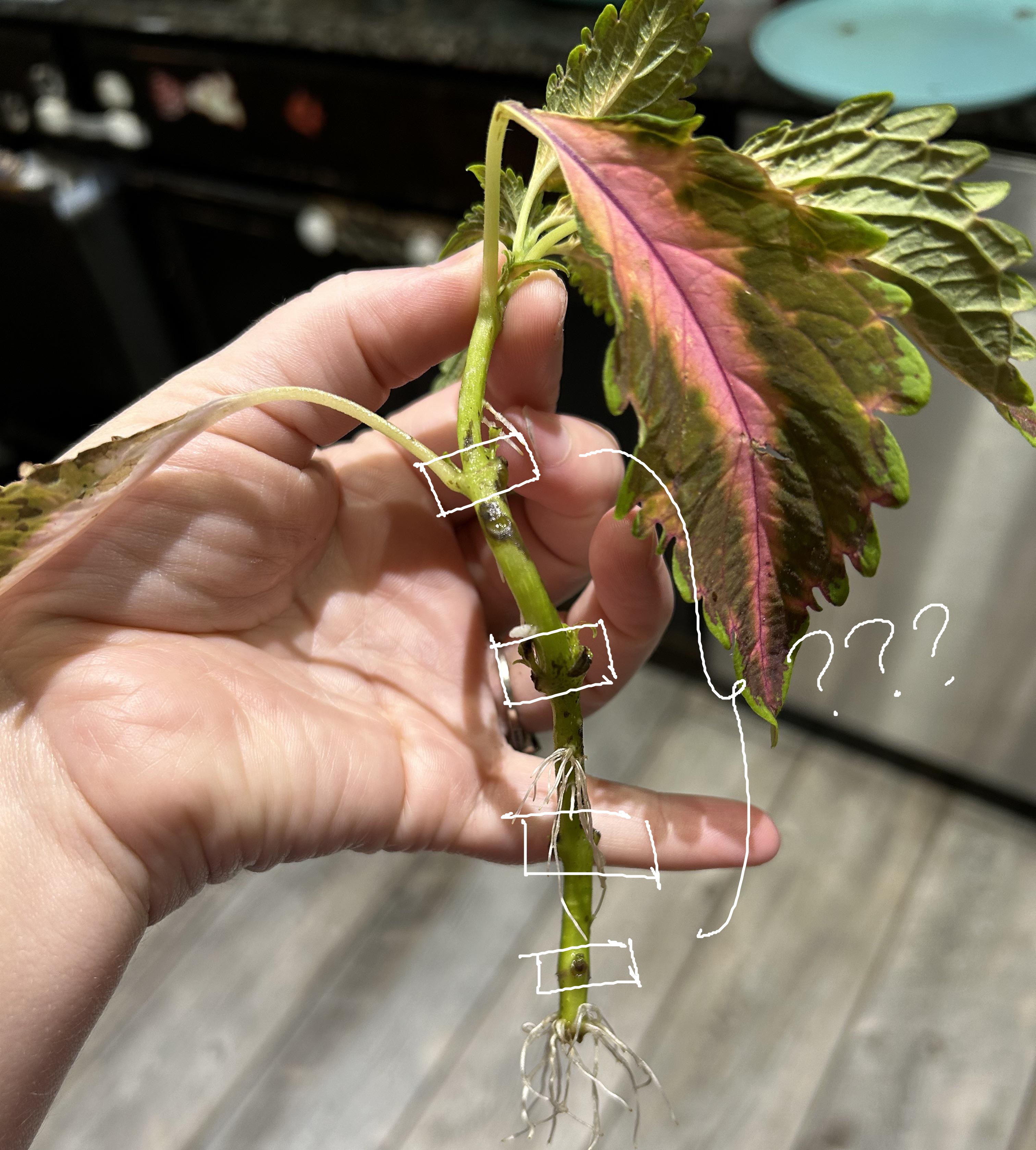<p><span>where leaves are attached</span></p>