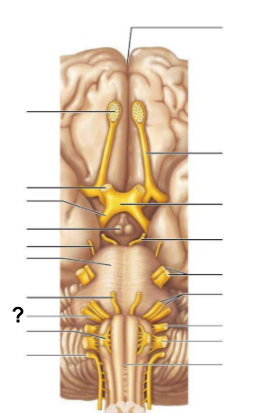 <p><strong>Cranial nerve (VIII)</strong>, also known as the __________<strong> nerve</strong>, is responsible for <strong>hearing and balance</strong></p>