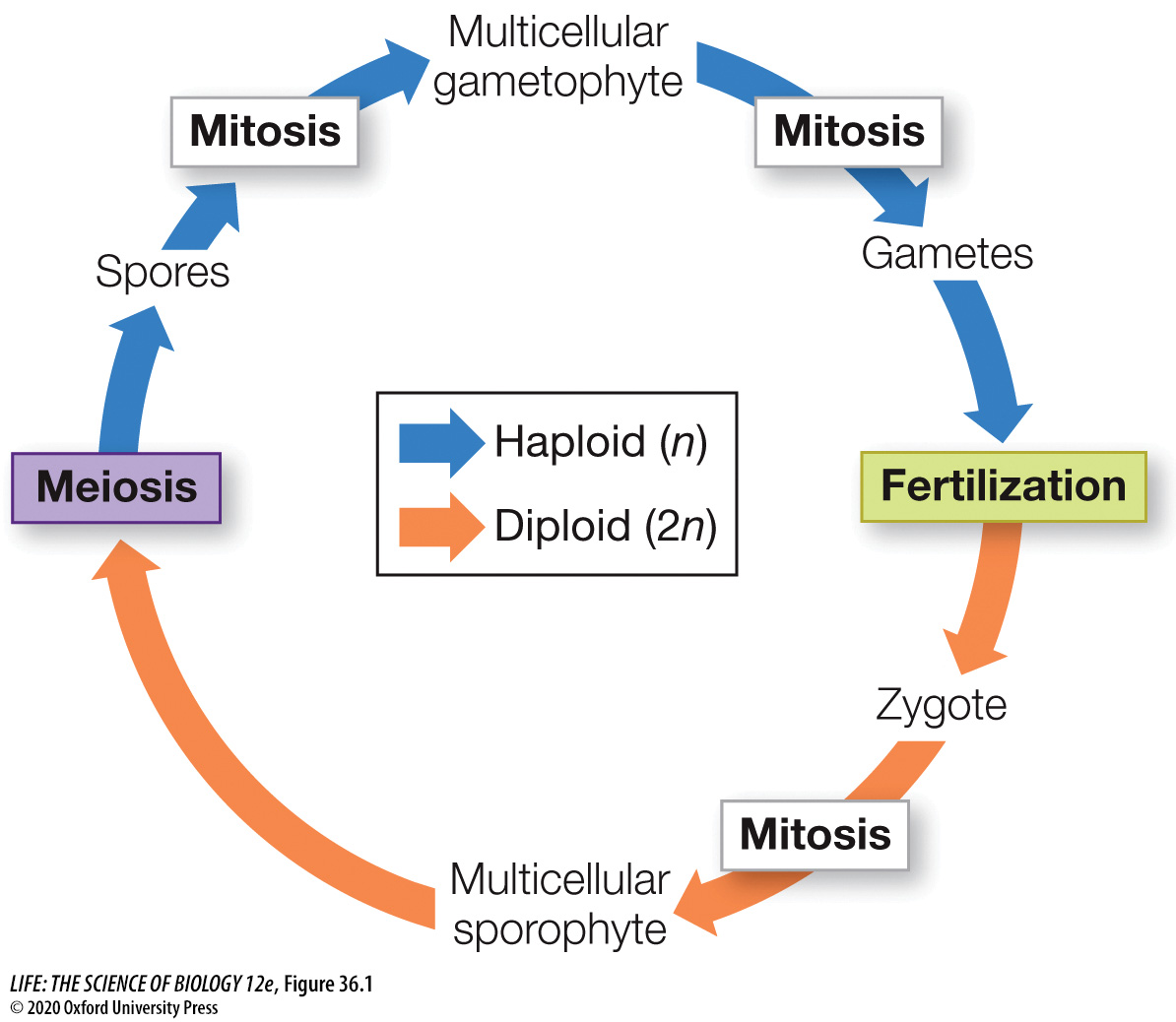 Spore -> gametophyte -> gametes and zygote -> multicellular sporophyte