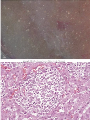 <ul><li><p>Macrophages carry salmonella from gut to liver</p></li><li><p>Pale pinpoint white foci of liver necrosis - paratyphoid nodules</p></li><li><p>Necrosis and mixed mononuclear cells</p></li><li><p>Haemorrhagic or fibronecrotic ileitis</p></li></ul><p></p>
