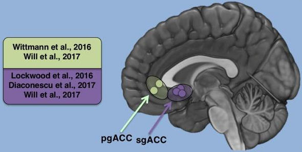 <p>Subgenual anterior cingulate cortex.</p>
