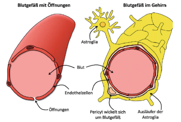 Aufbau der Blut-Hirn Schranke:
• Endothelzellen (verbunden mit tight junctions=
Diffusionsbarriere)
• Perizyten (enge Interaktion mit Endothelzellen,
Regulierung des Blutflusses)
• Basalmembran
• Endfüsse der Astrozyten (Modulation der
Durchlässigkeit der Blut-Hirn Schranke)