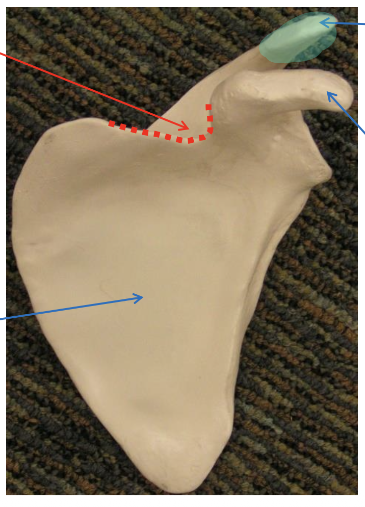 <p>Name the highlighted region.</p>