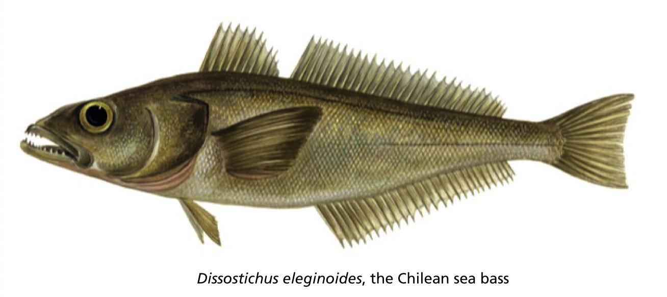 <p><span>Antarctic notothenioid fish (see the figure) avoid freezing in their perpetually icy environment (–1.9°C) because of an antifreeze protein that circulates in their blood. This evolutionary adaptation has allowed the Notothenioidei suborder to rise to dominance in the freezing Southern Ocean.</span><br><br><span>It is said that all proteins function by binding to other molecules. To what ligand do you suppose antifreeze proteins bind to keep the fish from freezing?</span></p>