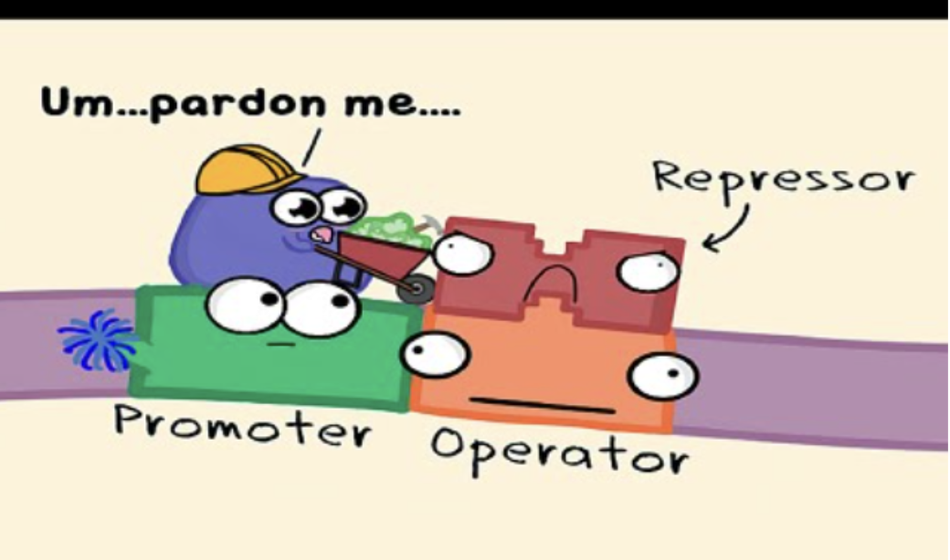 <ul><li><p>The example we used in class, it creates the enzyme that produces enzymes to break down lactase.</p><ul><li><p>Sugar binds to the repressor to allow the operator to let the promoter through and create an enzyme </p></li></ul></li></ul>