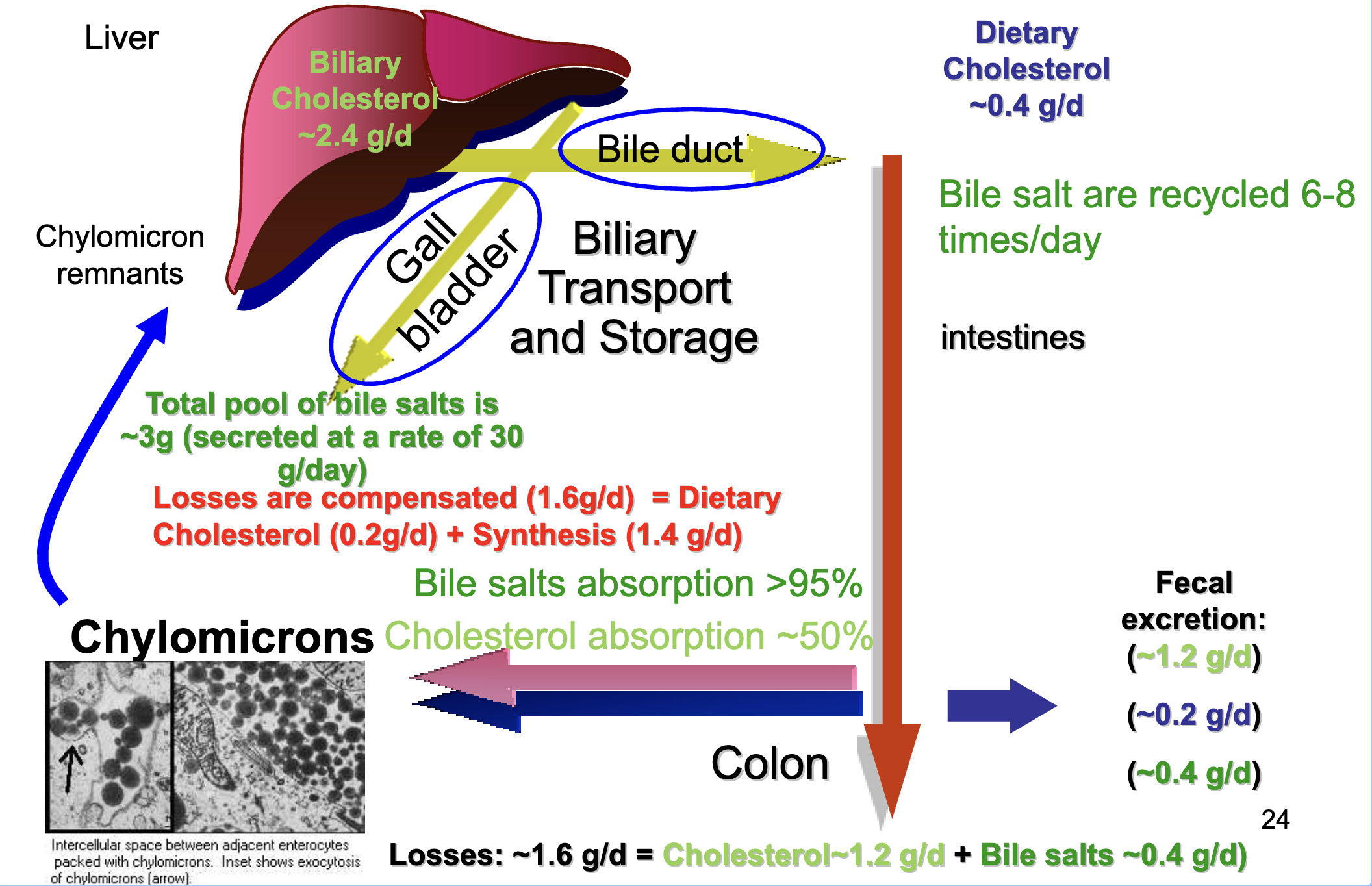 <ul><li><p><span>Total bile salt pool ≈ 3 g, secreted 30 g/day.</span></p></li><li><p><span>Bile salts recycled 6–8 times/day.</span></p></li><li><p><span>Bile salt absorption</span><strong><span> >95%.</span></strong></p></li><li><p><span>Cholesterol absorption </span><strong><span>~50%</span></strong><span>.</span></p></li><li><p><span>Daily losses ≈ 1.6 g/day (cholesterol 1.2 g + bile salts 0.4 g).</span></p></li><li><p><span>Losses replaced by:</span></p><ul><li><p><span>Dietary cholesterol (0.2 g/day)</span></p></li><li><p><span>De novo synthesis (1.4 g/day)</span></p></li></ul></li></ul><p></p>