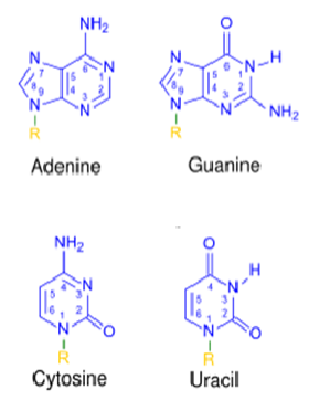 <p>Single stranded</p><p>Ribose instead of deoxyribose (2' hydroxyl group)</p><p>Uracil instead of thymine</p><p></p>