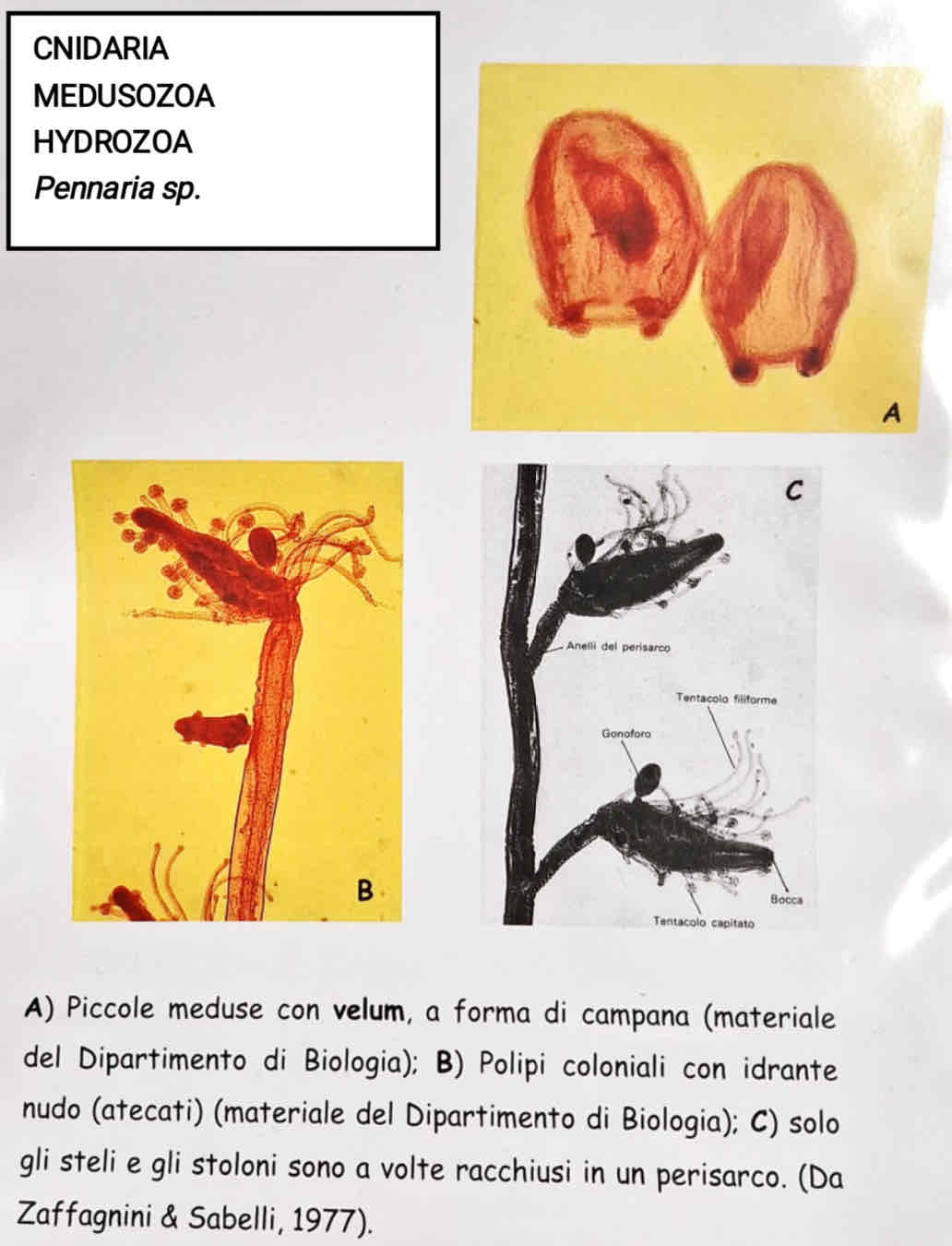 <p>Medusozoa</p><p>Hydrozoa</p><p><em>Pennaria sp.</em></p>