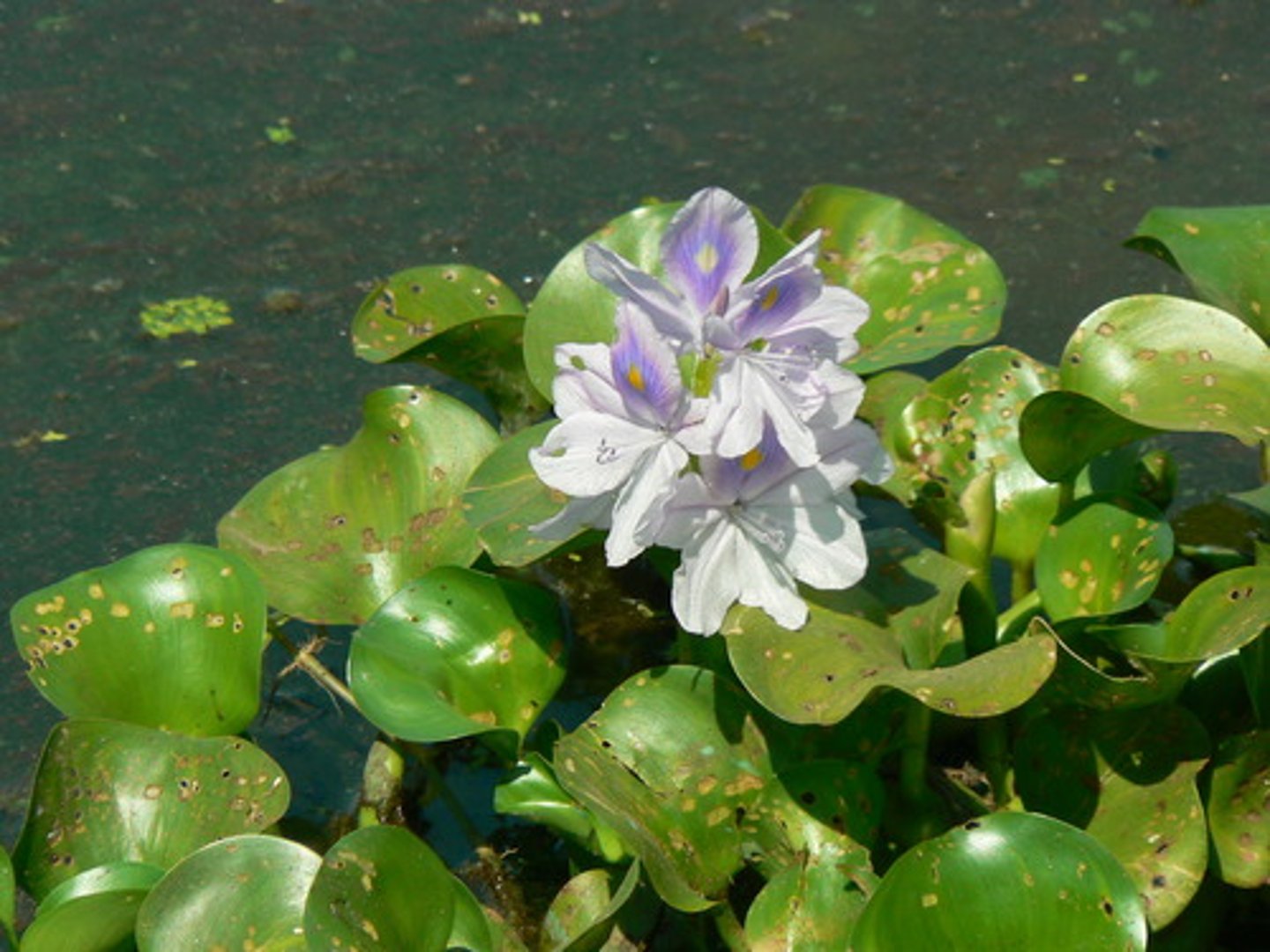 <p>Aquatic Nuisance Plants</p>