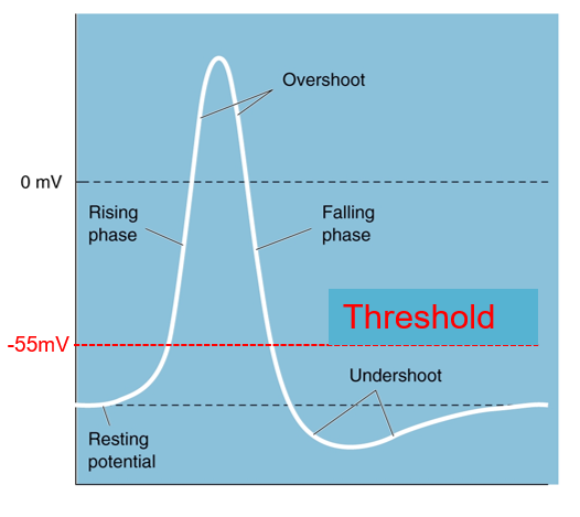<p>The action potential is always a full response, no such thing as a “strong” or “weak” action potential</p>
