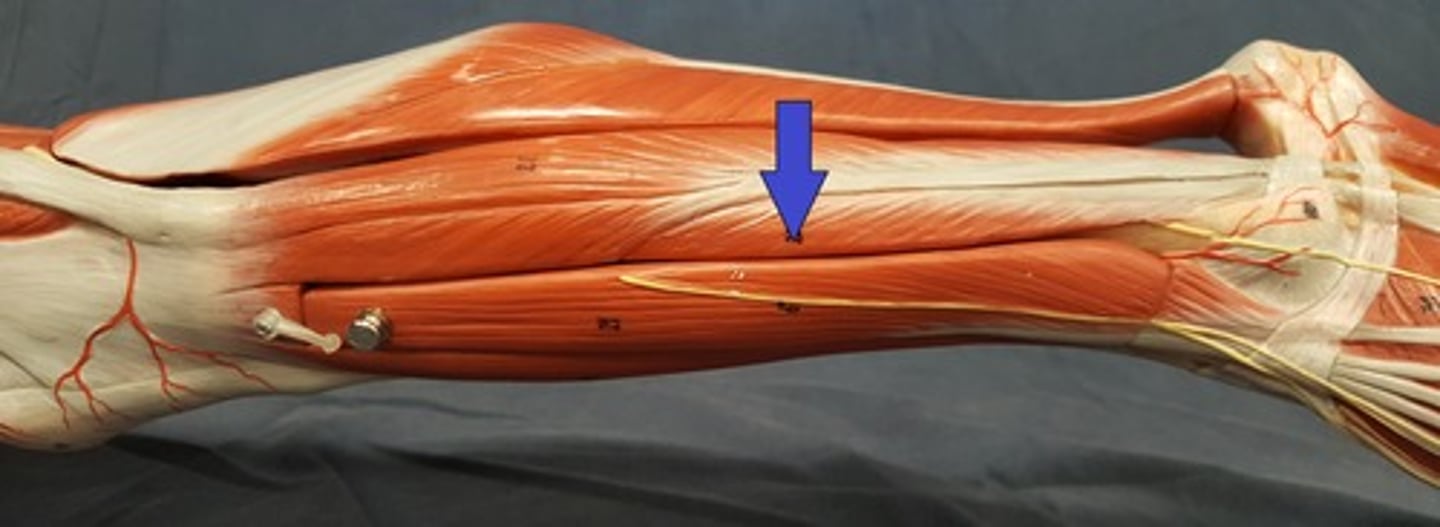 <p>Along the fibula lateral to the extensor digitorum longus muscle.</p>
