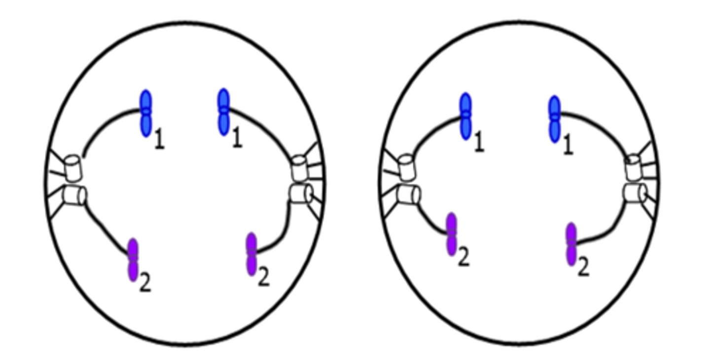 <p>Centromeres split. Single chromosomes move apart.</p>