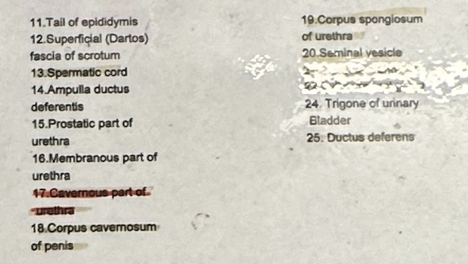 <p>male reproductive parts</p>