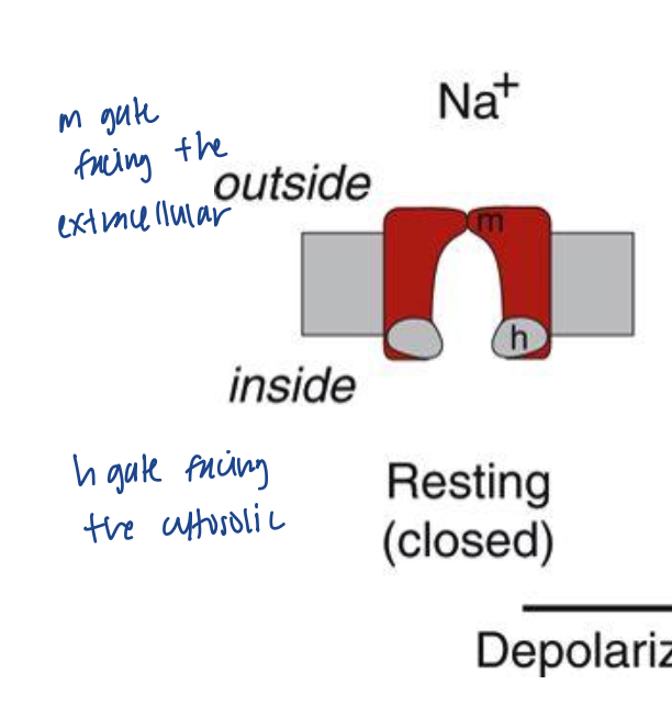 <p>Na+ gates are closed</p><ul><li><p>m gate (activation gate) is blocking the opening on the membrane</p></li><li><p>h gate (inactivation gate) is open during this time</p></li></ul><p></p>