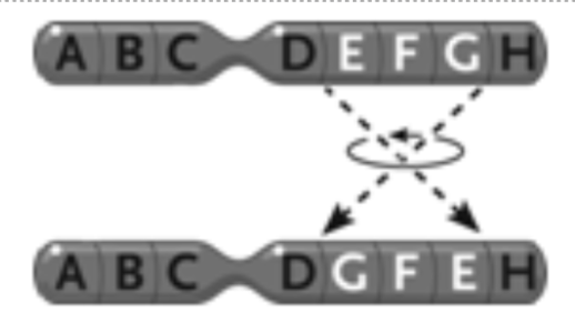 <p><span style="background-color: transparent; font-family: "Times New Roman", serif;"><span>42. The change in the chromosome depicted between the top and the bottom in the accompanying figure represents a(n) ____.</span></span></p><table style="min-width: 75px;"><colgroup><col style="min-width: 25px;"><col style="min-width: 25px;"><col style="min-width: 25px;"></colgroup><tbody><tr><td colspan="1" rowspan="1" style="vertical-align: top; overflow: hidden; overflow-wrap: break-word;"><p><span style="background-color: transparent;"><span> </span></span></p></td><td colspan="1" rowspan="1" style="vertical-align: top; padding: 1.5pt 0pt; overflow: hidden; overflow-wrap: break-word;"><p><span style="background-color: transparent; font-family: "Times New Roman", serif;"><span>a. </span></span></p></td><td colspan="1" rowspan="1" style="vertical-align: top; padding: 1.5pt 20pt 1.5pt 0pt; overflow: hidden; overflow-wrap: break-word;"><p><span style="background-color: transparent; font-family: "Times New Roman", serif;"><span>inversion</span></span></p></td></tr><tr><td colspan="1" rowspan="1" style="vertical-align: top; overflow: hidden; overflow-wrap: break-word;"><p><span style="background-color: transparent;"><span> </span></span></p></td><td colspan="1" rowspan="1" style="vertical-align: top; padding: 1.5pt 0pt; overflow: hidden; overflow-wrap: break-word;"><p><span style="background-color: transparent; font-family: "Times New Roman", serif;"><span>b. </span></span></p></td><td colspan="1" rowspan="1" style="vertical-align: top; padding: 1.5pt 20pt 1.5pt 0pt; overflow: hidden; overflow-wrap: break-word;"><p><span style="background-color: transparent; font-family: "Times New Roman", serif;"><span>duplication</span></span></p></td></tr><tr><td colspan="1" rowspan="1" style="vertical-align: top; overflow: hidden; overflow-wrap: break-word;"><p><span style="background-color: transparent;"><span> </span></span></p></td><td colspan="1" rowspan="1" style="vertical-align: top; padding: 1.5pt 0pt; overflow: hidden; overflow-wrap: break-word;"><p><span style="background-color: transparent; font-family: "Times New Roman", serif;"><span>c. </span></span></p></td><td colspan="1" rowspan="1" style="vertical-align: top; padding: 1.5pt 20pt 1.5pt 0pt; overflow: hidden; overflow-wrap: break-word;"><p><span style="background-color: transparent; font-family: "Times New Roman", serif;"><span>reciprocal translocation</span></span></p></td></tr><tr><td colspan="1" rowspan="1" style="vertical-align: top; overflow: hidden; overflow-wrap: break-word;"><p><span style="background-color: transparent;"><span> </span></span></p></td><td colspan="1" rowspan="1" style="vertical-align: top; padding: 1.5pt 0pt; overflow: hidden; overflow-wrap: break-word;"><p><span style="background-color: transparent; font-family: "Times New Roman", serif;"><span>d. </span></span></p></td><td colspan="1" rowspan="1" style="vertical-align: top; padding: 1.5pt 20pt 1.5pt 0pt; overflow: hidden; overflow-wrap: break-word;"><p><span style="background-color: transparent; font-family: "Times New Roman", serif;"><span>deletion</span></span></p></td></tr><tr><td colspan="1" rowspan="1" style="vertical-align: top; overflow: hidden; overflow-wrap: break-word;"><p><span style="background-color: transparent;"><span> </span></span></p></td><td colspan="1" rowspan="1" style="vertical-align: top; padding: 1.5pt 0pt; overflow: hidden; overflow-wrap: break-word;"><p><span style="background-color: transparent; font-family: "Times New Roman", serif;"><span>e. </span></span></p></td><td colspan="1" rowspan="1" style="vertical-align: top; padding: 1.5pt 20pt 1.5pt 0pt; overflow: hidden; overflow-wrap: break-word;"><p><span style="background-color: transparent; font-family: "Times New Roman", serif;"><span>Philadelphia chromosome</span></span></p></td></tr></tbody></table><p></p>