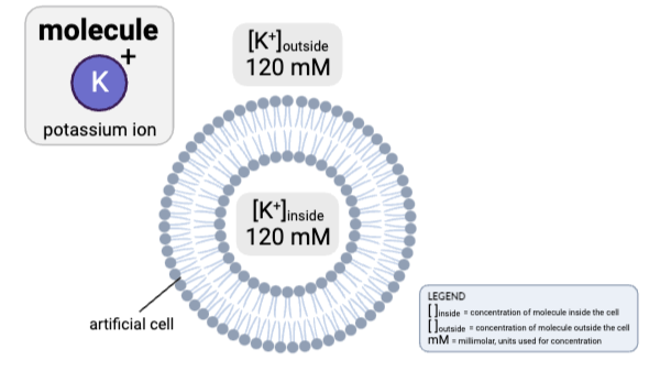 <p>How would osmosis affect the concentration of K<sup>+</sup> in the cell?</p><ul><li><p><span>a. The concentration of K<sup>+</sup> inside the cell will increase, because water will diffuse from the inside of the cell to the outside.</span></p><p></p></li><li><p><span>b. The concentration of K<sup>+</sup> inside the cell will decrease, because water will diffuse from the inside of the cell to the outside.</span></p><p></p></li><li><p><span>c.&nbsp;The concentration of K<sup>+</sup> inside the cell will increase, because water will diffuse from the outside of the cell to the inside.</span></p><p></p></li><li><p><span>d.&nbsp;The concentration of K<sup>+</sup> inside the cell will decrease, because water will diffuse from the outside of the cell to the inside.</span></p><p></p></li><li><p><span>e. The concentrations will remain the same.&nbsp;</span></p></li></ul><p></p>