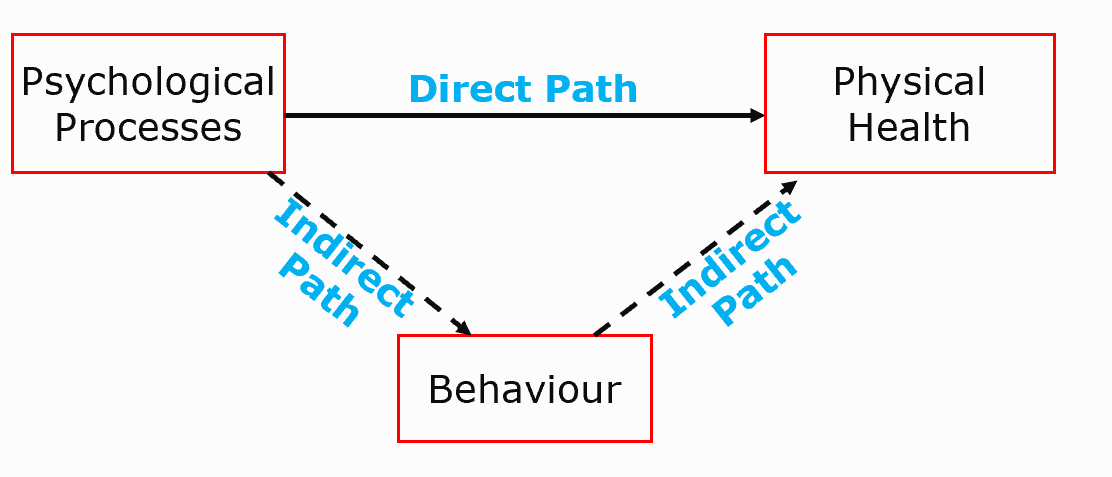 <ul><li><p>2 broad ways in which psychological processes may influence physical health</p></li></ul><p></p>