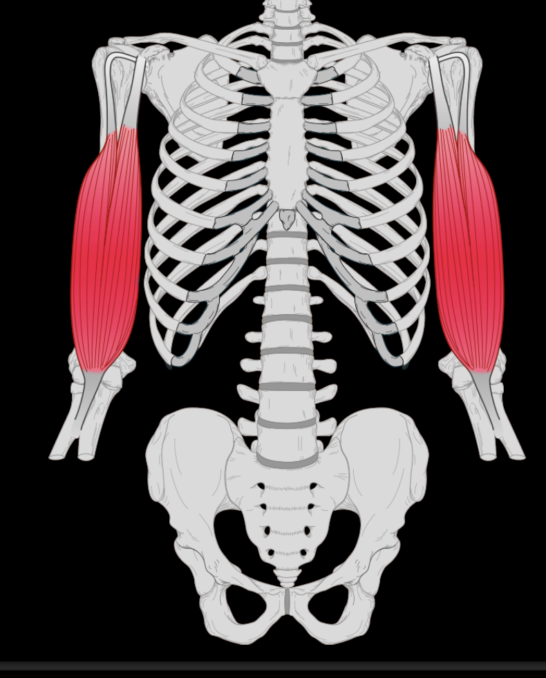 <p>Identify the type of muscle</p>