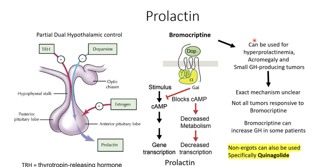 <p>Dopamine agonist —&gt; stops cAMP and decreases transcription of prolactin</p>