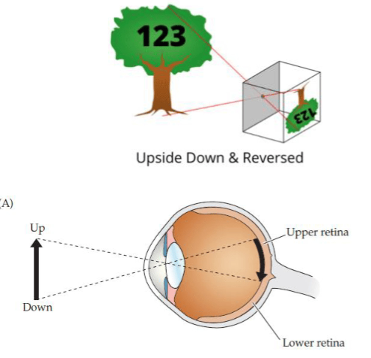 <p>- Reversed (flipped laterally)</p><p>- Inverted (upside down)</p>