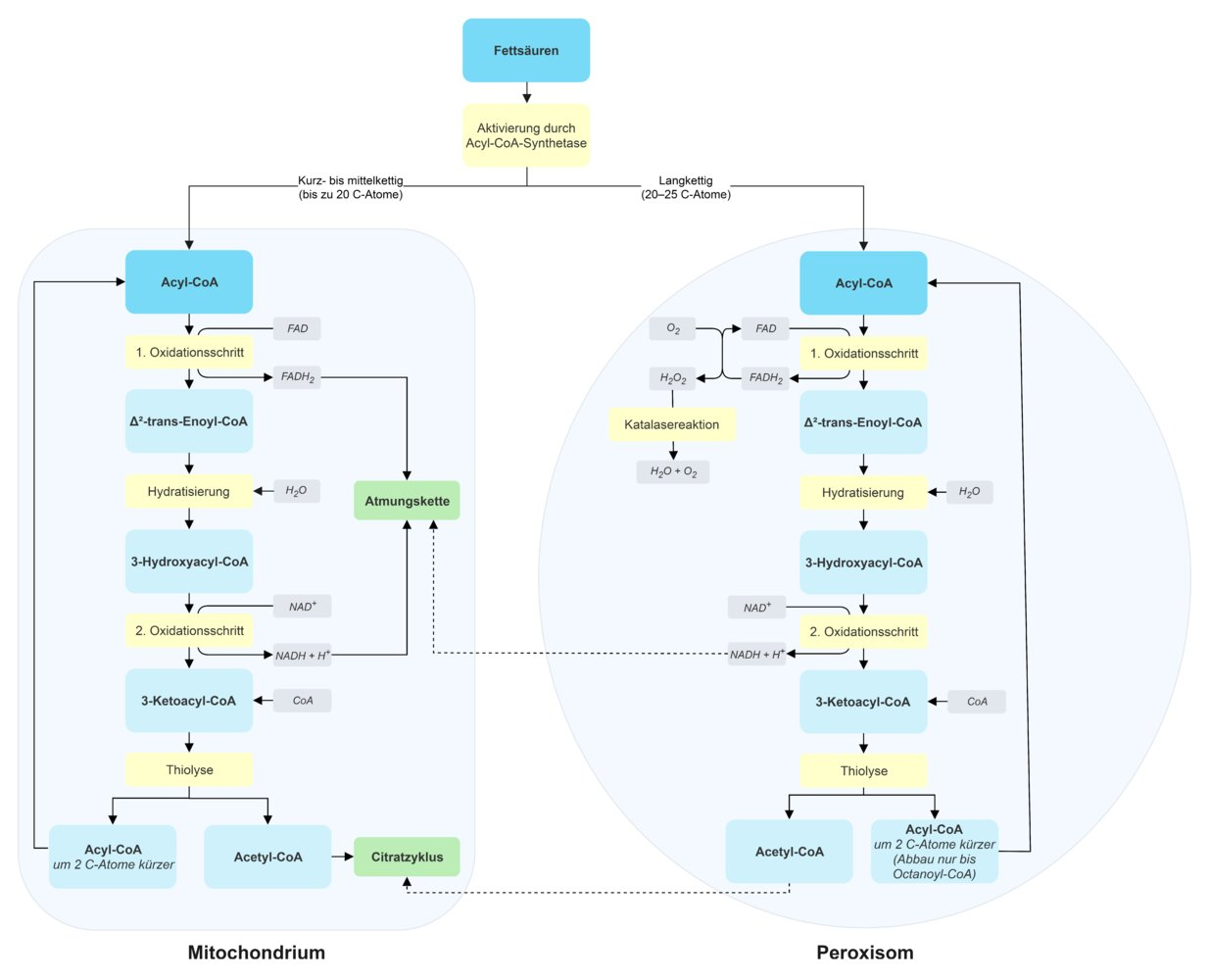 <p>A. Acyl-CoA dehydrogenase of β-oxidation</p>