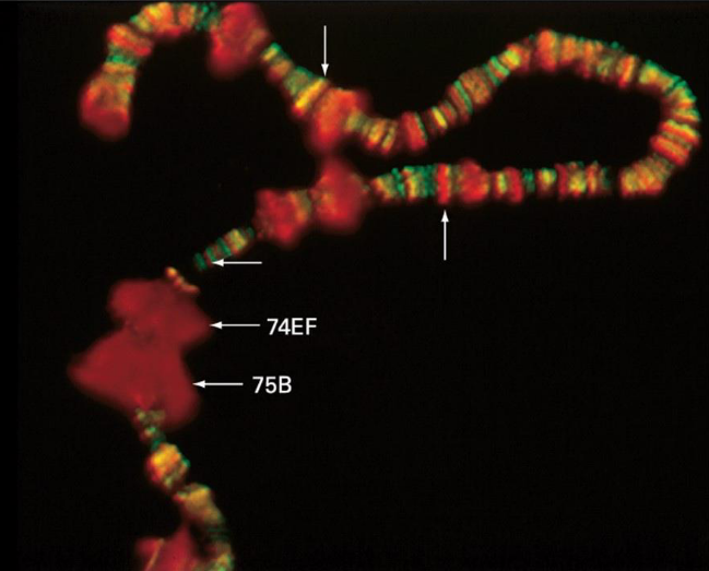 <p><strong>Image Details</strong><br> Drosophila salivary gland DNA<br> Red shows phosphorylated CTD of RNA Pol II<br> Green shows dephosphorylated Pol II</p><p><strong>Key Points</strong><br> Dephosphorylated Pol II (green) is at the transcription start site<br> Cannot start elongation yet</p><p> Actively transcribed genes can initiate transcription at multiple points<br>  This produces multiple RNA copies from the same gene at the same time</p><p> Phosphorylated Pol II (red) is ready to start elongation</p>