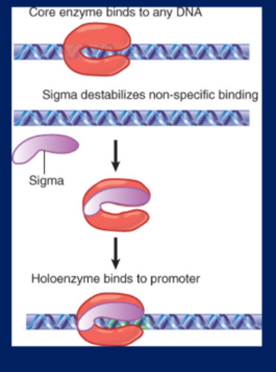 <p>Bacterial RNA polymerase holoenzyme can be divided into an α2ββ′ω core enzyme that catalyzes</p><p>transcription and a sigma (σ) subunit that is required only for initiation</p><p>-Sigma factor when it binds to RNA polymerase, it changes the DNA-binding properties of RNA polymerase so that its affinity for general DNA is reduced and its affinity for promoters is increased-tells it where to bind and then it transcribes</p><p>-Core enzyme binds indiscriminately/nonspecifically to any DNA (can't figure out where on the DNA RNA polymerase should bind)</p><p>-α2ββ′ω core enzyme + sigma subunit=holoenzyme (functional RNA polymerase that binds to a specific DNA sequence)</p>