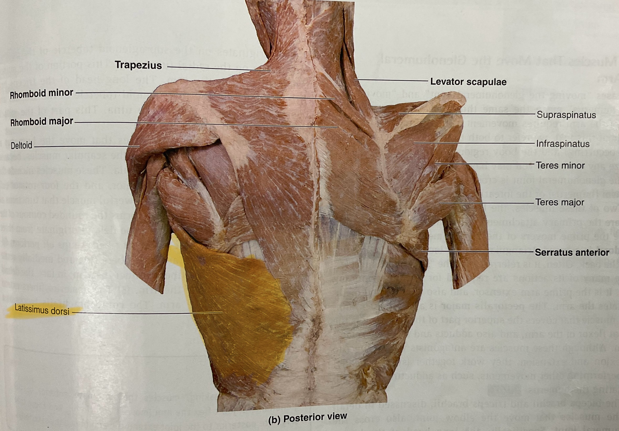 <p>Action: extend, adduct, medially rotate glenohumeral joint</p>